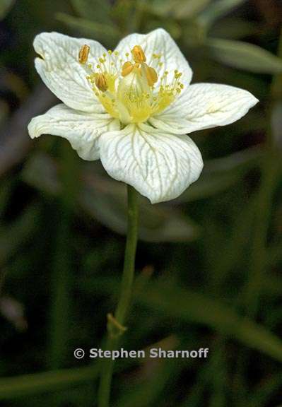 parnassia palustris 1 graphic